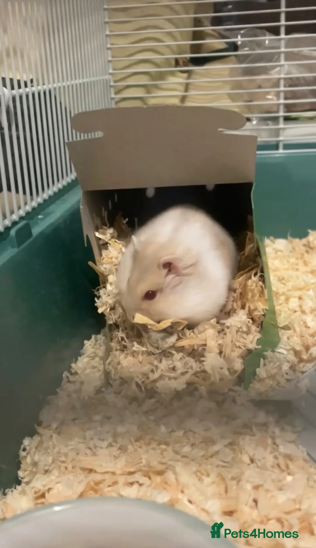 Hamster rodents for sale: Russian dwarf hamster - free to good home  in Elgin - Advert 1