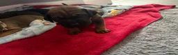 Mixed Breed dogs for sale: Cocker Spaniel x Shar Pei x Staff - Advert 9
