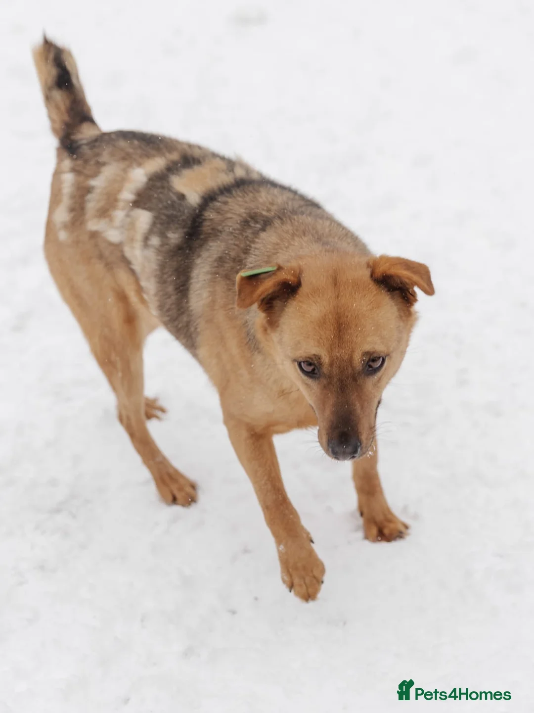 Mixed Breed dogs for adoption: ❤️Varya❤️3 yo girl full of energy, joy,&curiosity. - Advert 3