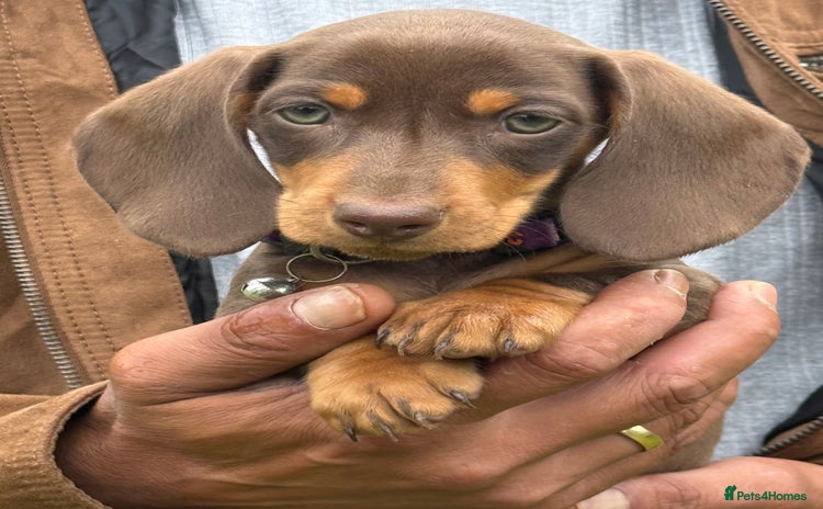 Miniature Dachshund dogs - Advert 16