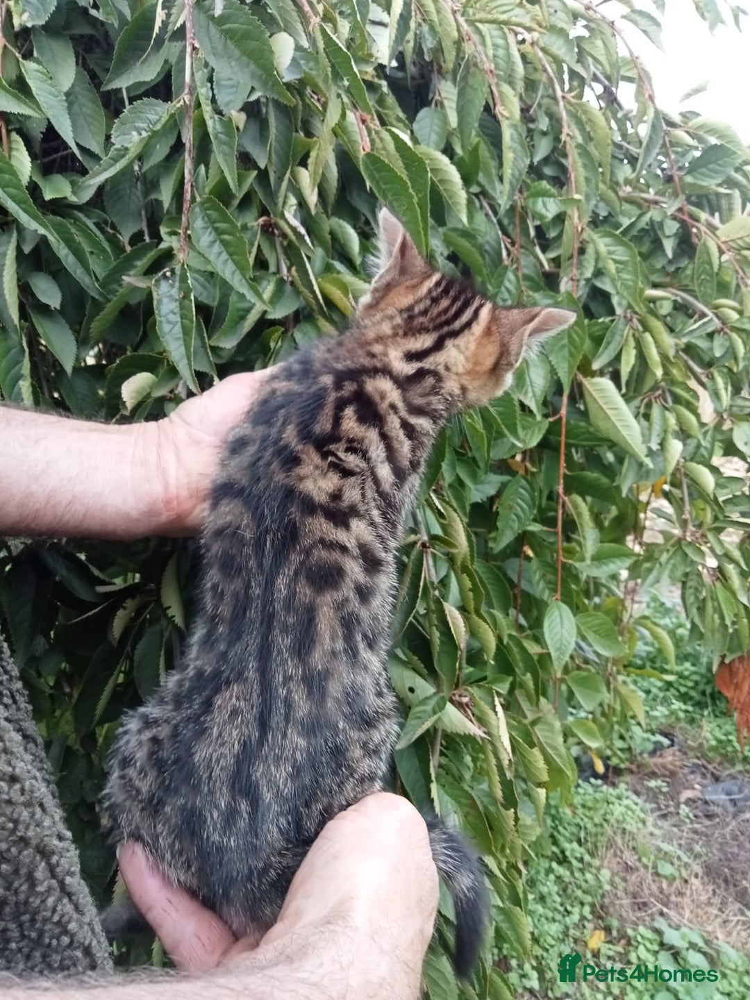 Mixed Breed cats for sale: 3/4 Bengal Kittens  - Image 7