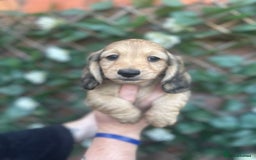 Miniature Dachshund dogs for sale: Long hair cream dachshund puppies  - Image 6