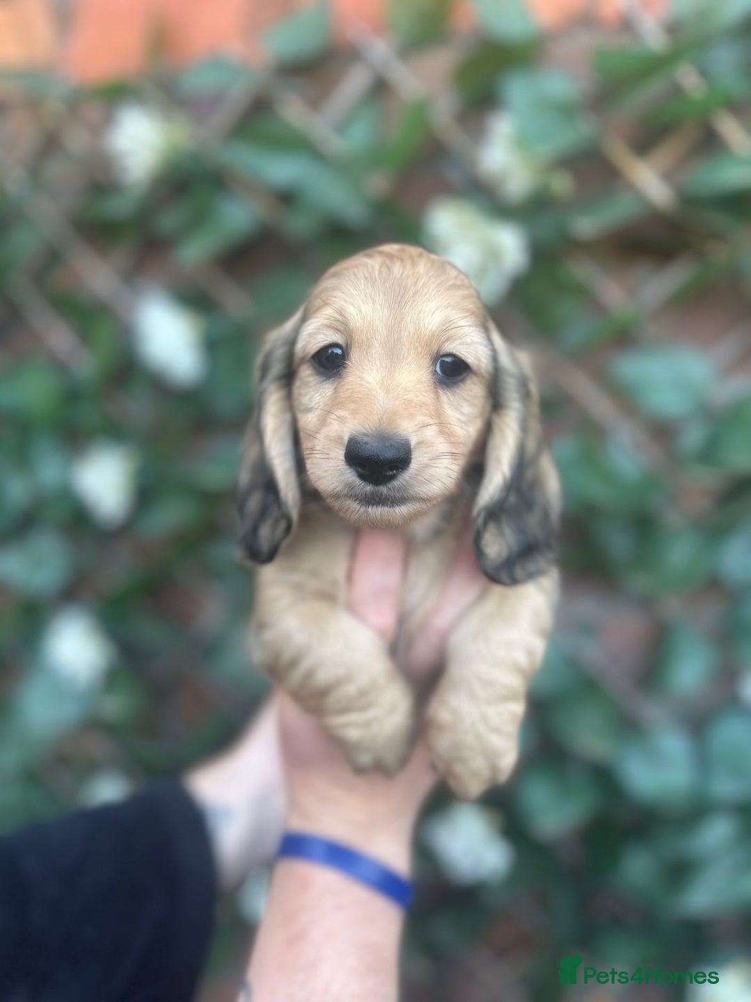 Miniature Dachshund dogs for sale: Long hair cream dachshund puppies  - Image 6