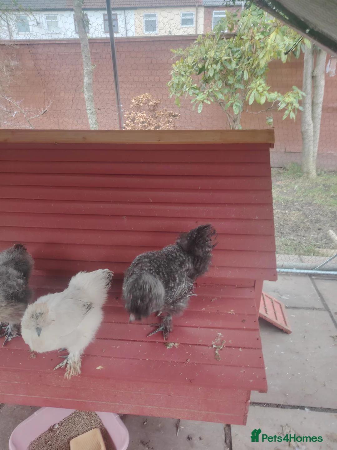 Chickens poultry for sale: Silkie - Advert 1