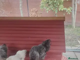 Chickens poultry Silkie - Advert 1