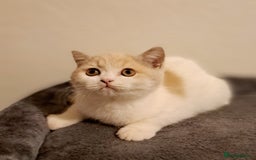 British Shorthair cats for sale: British Shorthair Fawn Tortie & White Female - Advert 6