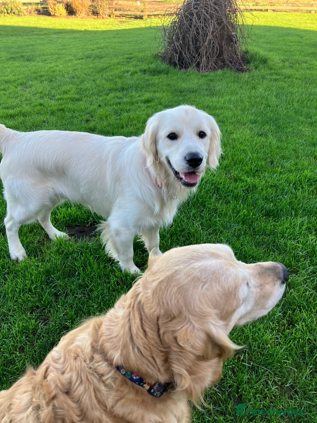 Golden Retriever dogs for sale: K.C reg  Handsome Boy  - Advert 8