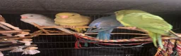 Ringnecks birds for sale: Beautiful Hand-Reared Baby Indian Ringnecks  - Advert 11