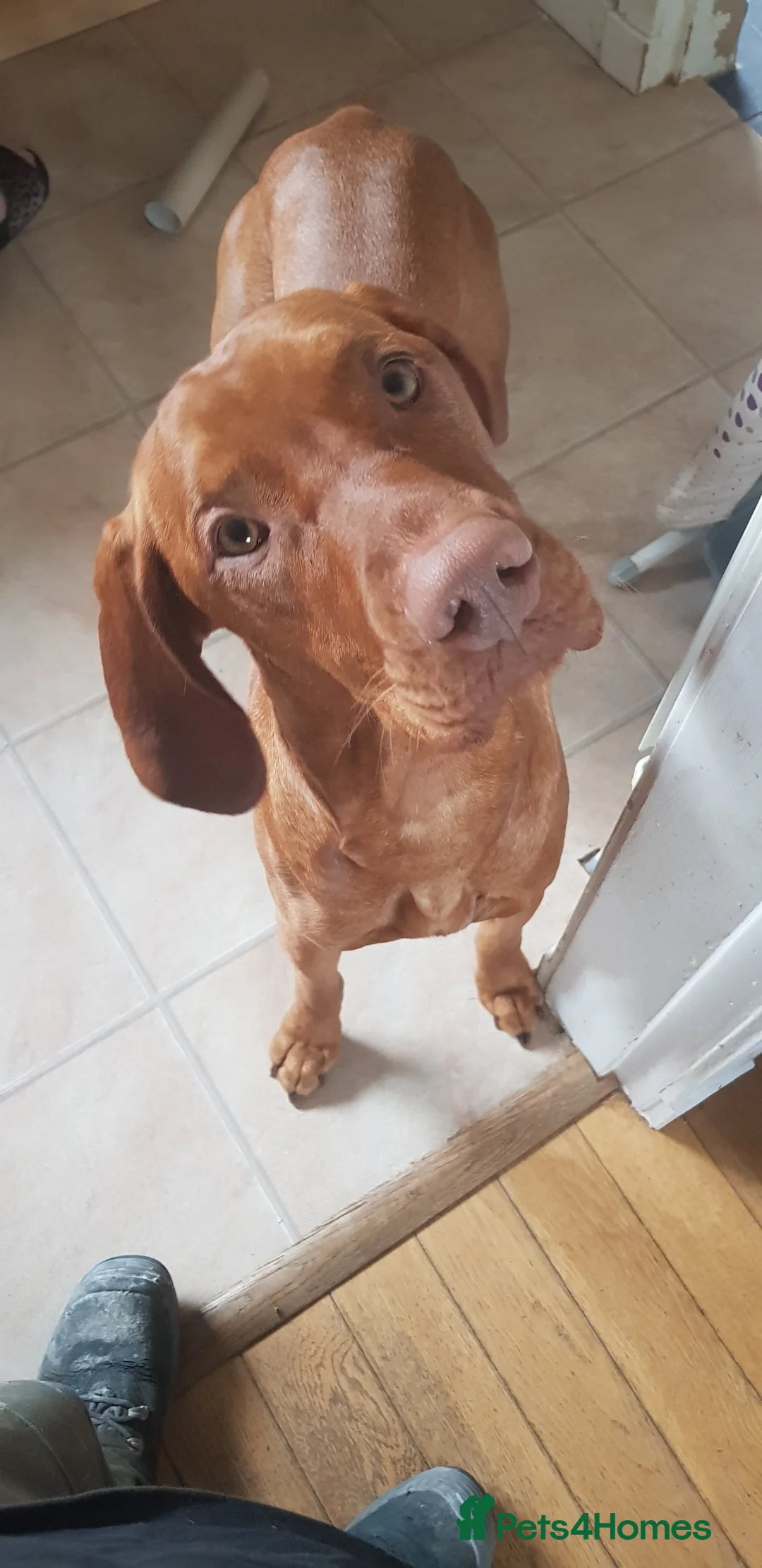 Hungarian Vizsla dogs for stud: Mr David McKerron  - Advert 7