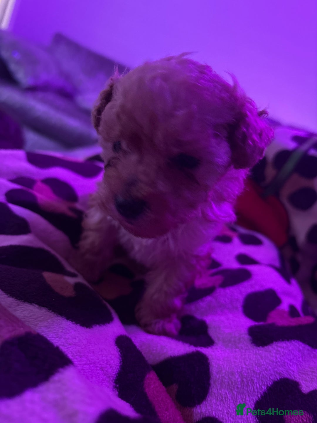 Toy Poodle dogs for sale: Super tiny toy poodle  - Advert 4