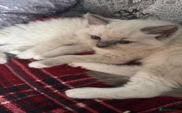 Ragdoll cats for sale: Beautiful purebred Ragdoll kittens - Image 15