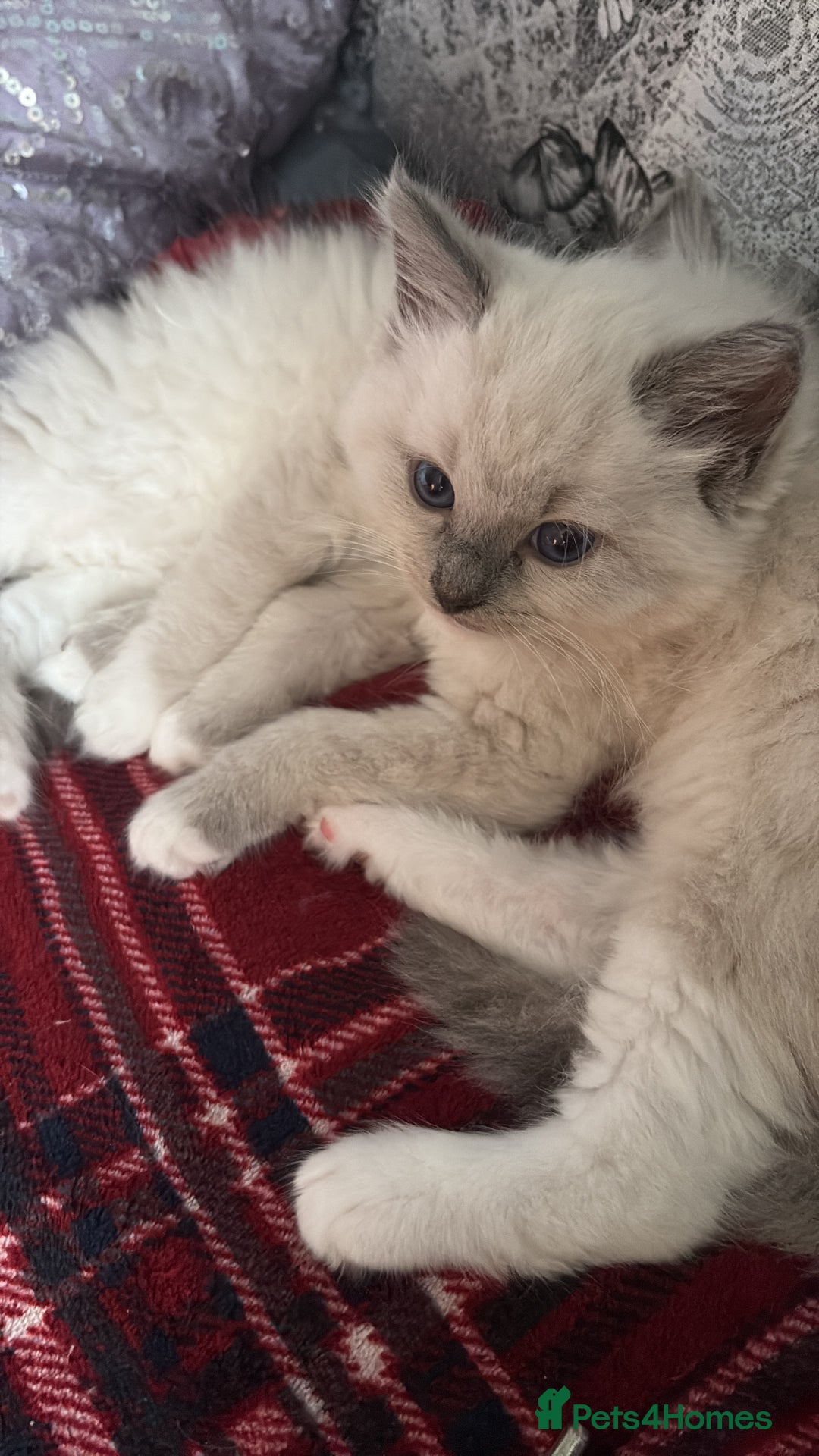 Ragdoll cats for sale: Beautiful purebred Ragdoll kittens - Image 15
