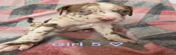 Mixed Breed dogs for sale: 11 stunning American bulldog/Staff puppies *Merle* in Halesowen - Advert 8