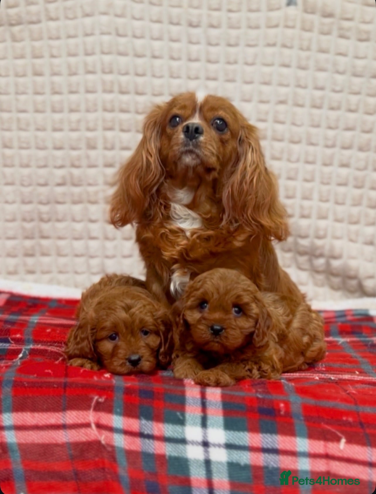 Cavapoo dogs STUNNING CAVAPOO PUPPIES - Advert 2