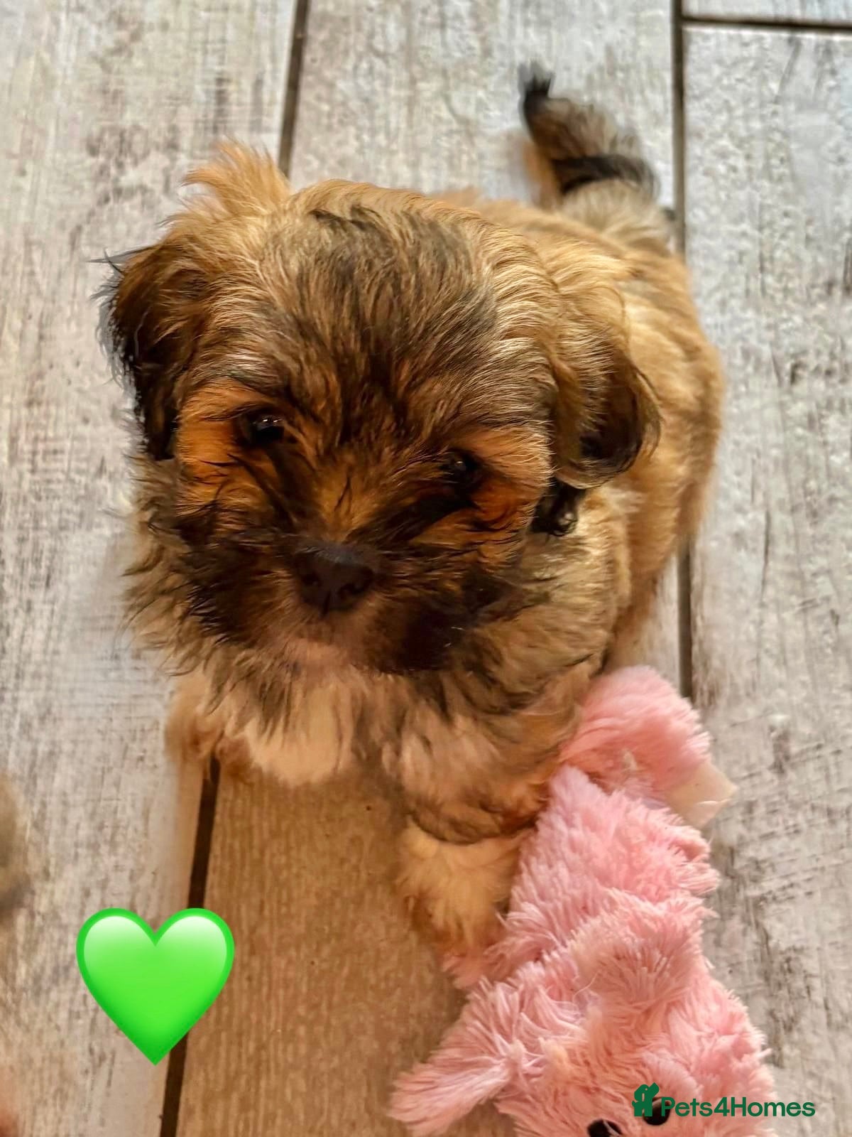 Lhasa Apso dogs One Adorable Lhasa Apso Pups KC reg GPRA Clear - Advert 1