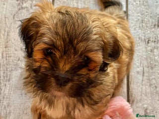 Lhasa Apso dogs Two Adorable Lhasa Apso Pups KC reg GPRA Clear - Advert 8