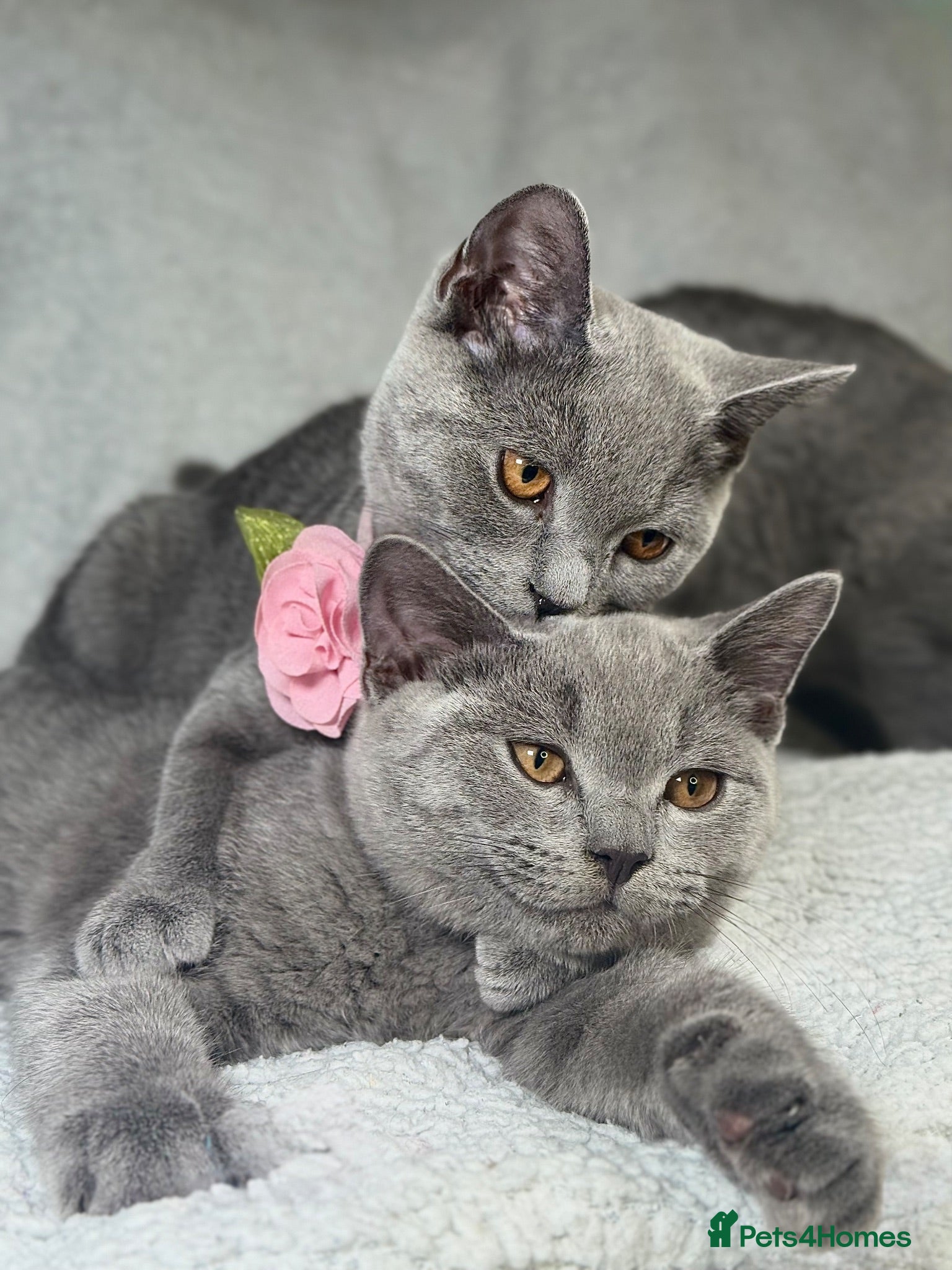 British Shorthair cats BIG Discount!! Stunning British Shorthairs kittens - Advert 2