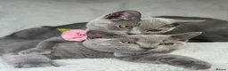 British Shorthair cats for sale: 🐾 Stunning British Shorthairs kittens (Ready Now) - Advert 20