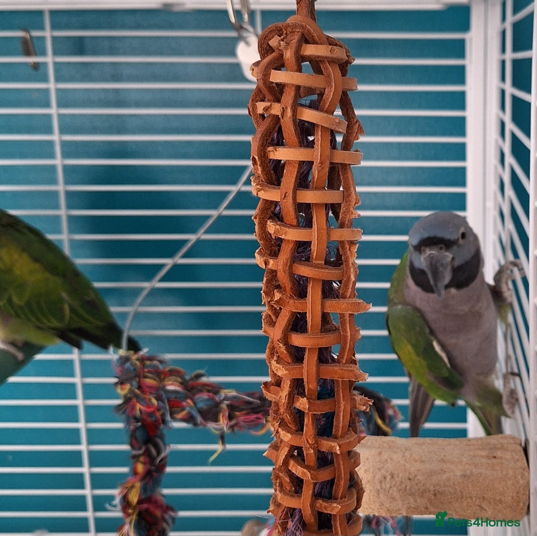 Parakeets birds for sale: Derbyan Parakeets for sale - Image 7