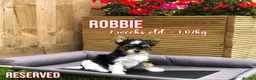 Yorkshire Terrier dogs for sale: Beautiful Litter of Six Biewer Terriers! - Advert 11