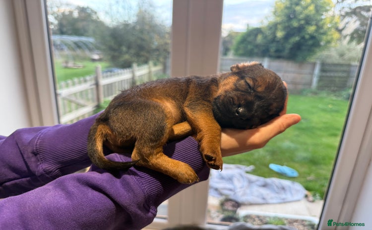 Mixed Breed dogs Patterdale terrier x cocker spaniel puppy’s  - Advert 1
