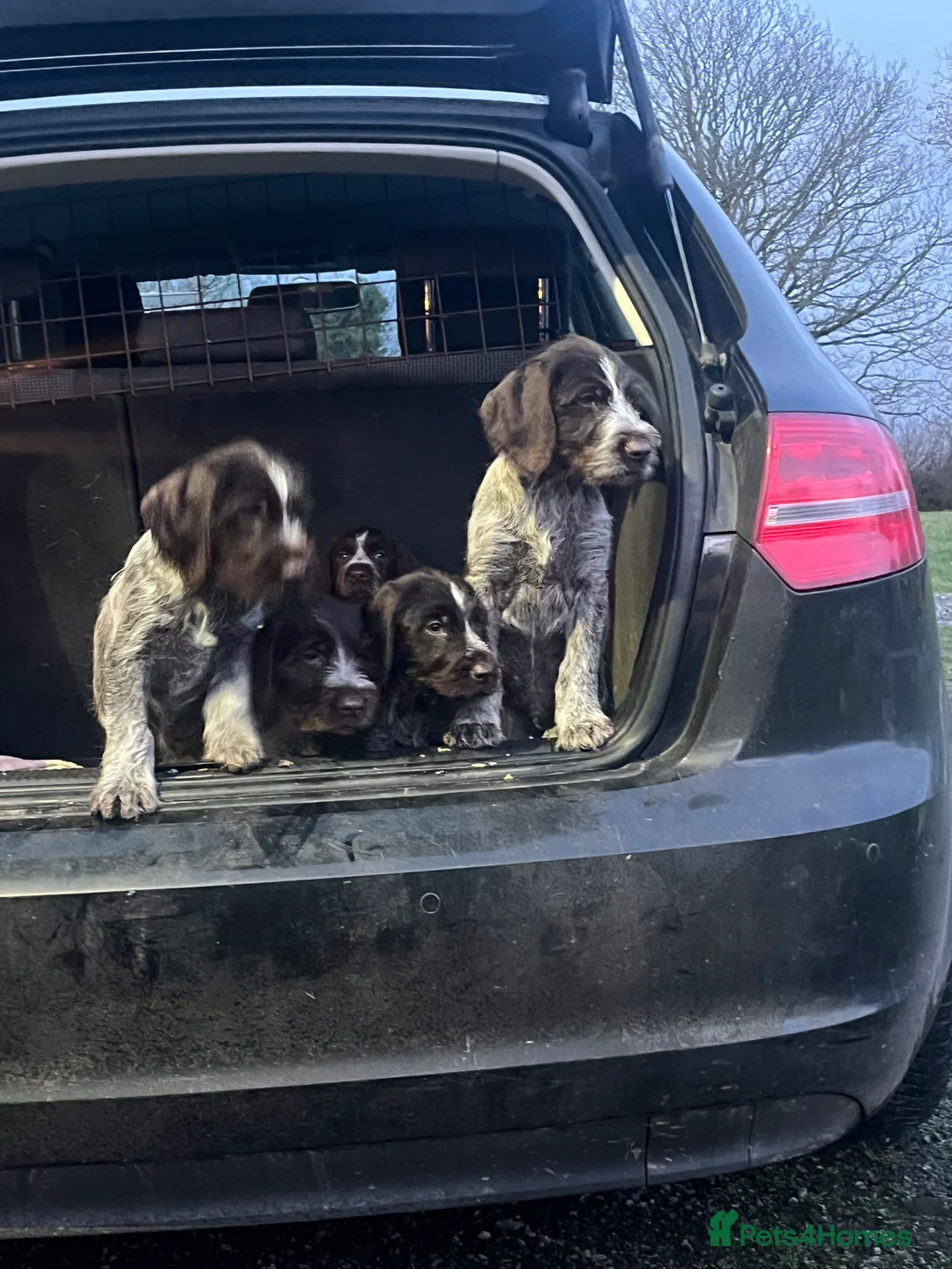 German Wirehaired Pointer dogs for sale: Gorgeous GWP Puppies  - Advert 2