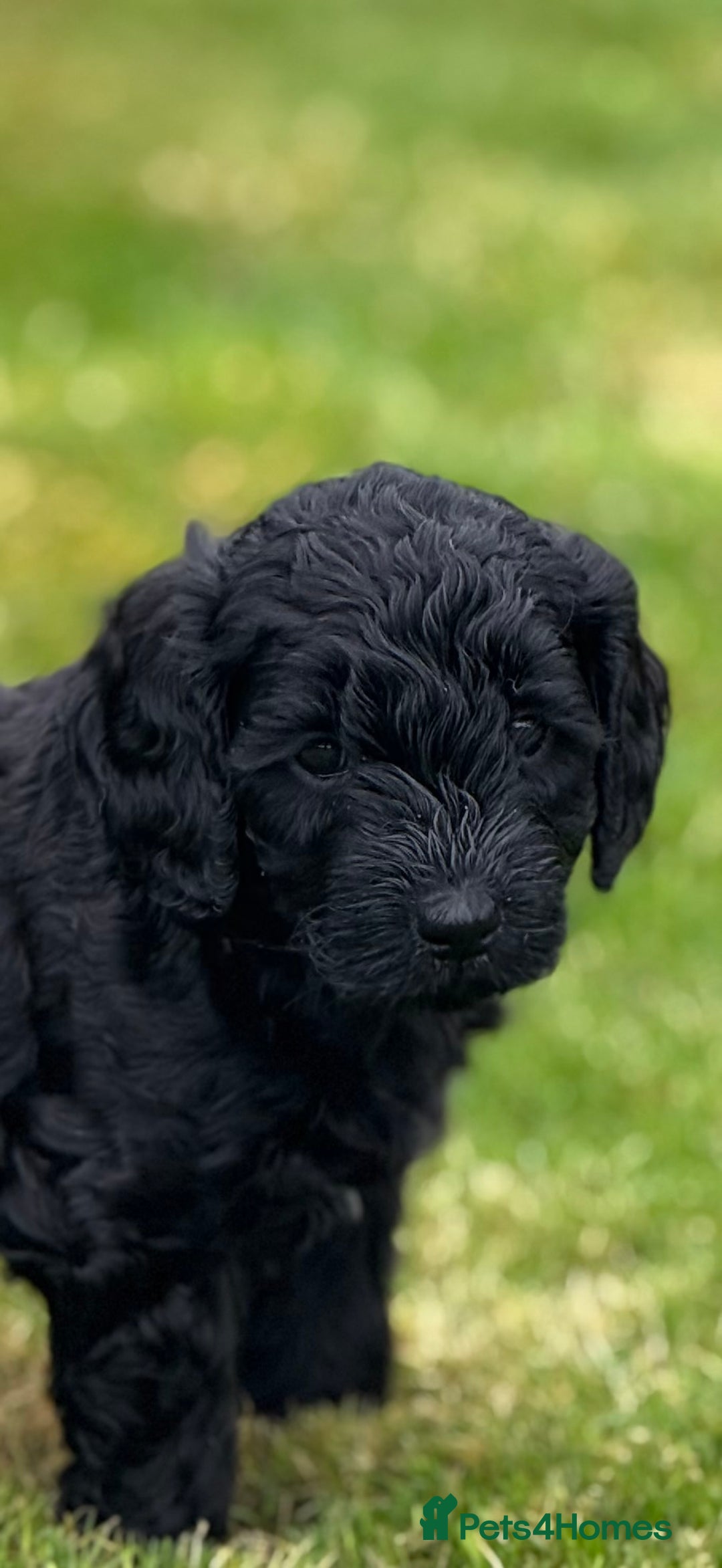 Mixed Breed dogs for sale: 🐾F3 Irish X Australian Labradoodle Puppies  - Advert 32