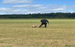 American Bully dogs for sale: 💥 Pocket bully puppies 💥 - Image 13