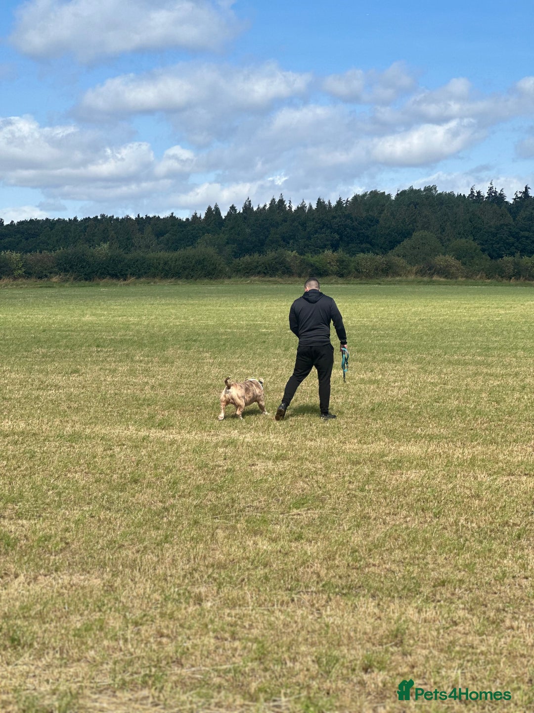 American Bully dogs for sale: 💥 Pocket bully puppies 💥 - Image 13
