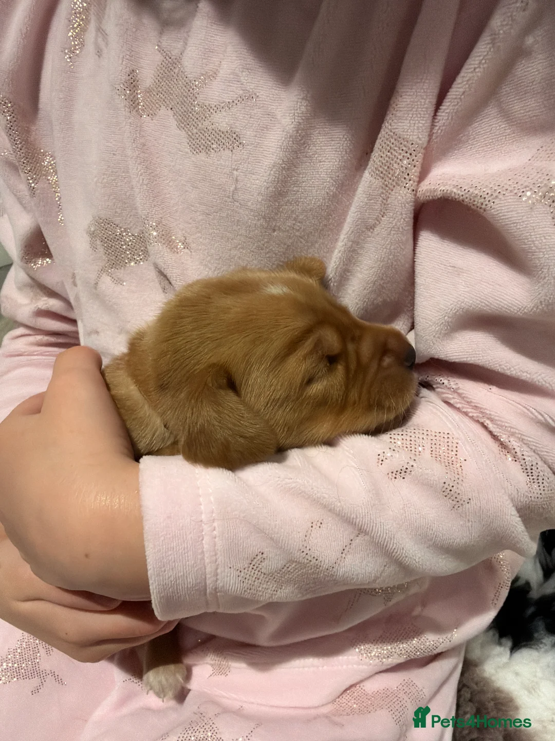 Cocker Spaniel dogs for sale: 🐾Show type cocker spaniel health tested puppies🐾 in King's Lynn - Advert 3