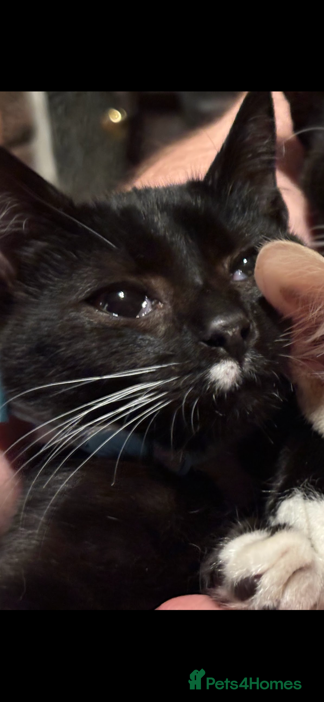 Mixed Breed cats for sale: Sphynx x Tuxedo Tom Cat *FREE+ - Advert 6