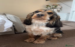 Cockapoo dogs for sale: ✨2 Cockapoo x Show Cocker Spaniel Puppies✨  - Image 5