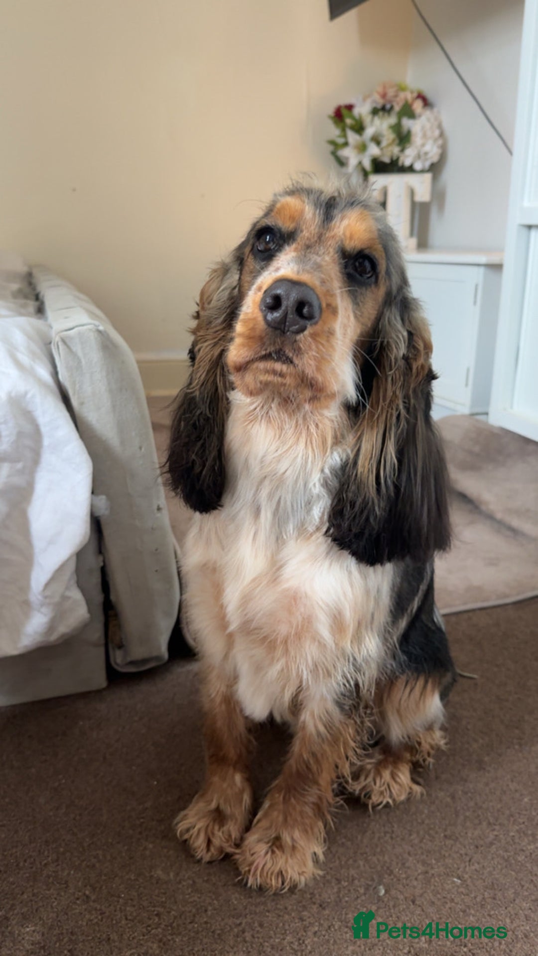 Cockapoo dogs for sale: ✨2 Cockapoo x Show Cocker Spaniel Puppies✨  - Image 5