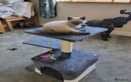 British Shorthair cats for sale: BSH FEMALE KITTEN - Image 6