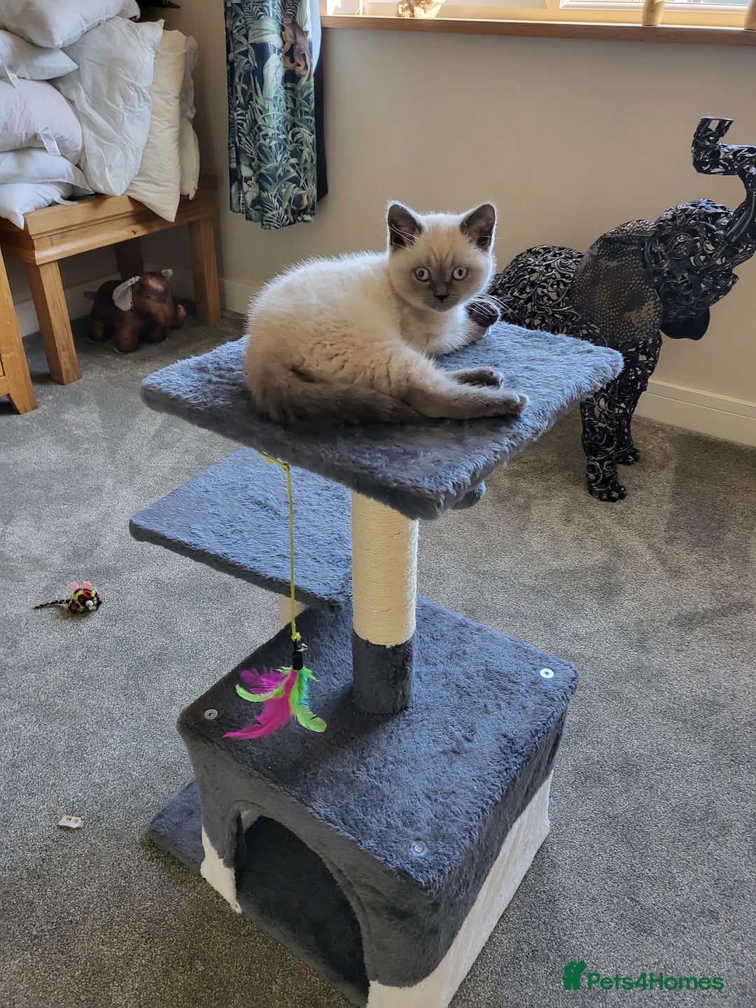 British Shorthair cats for sale: BSH FEMALE KITTEN - Image 6