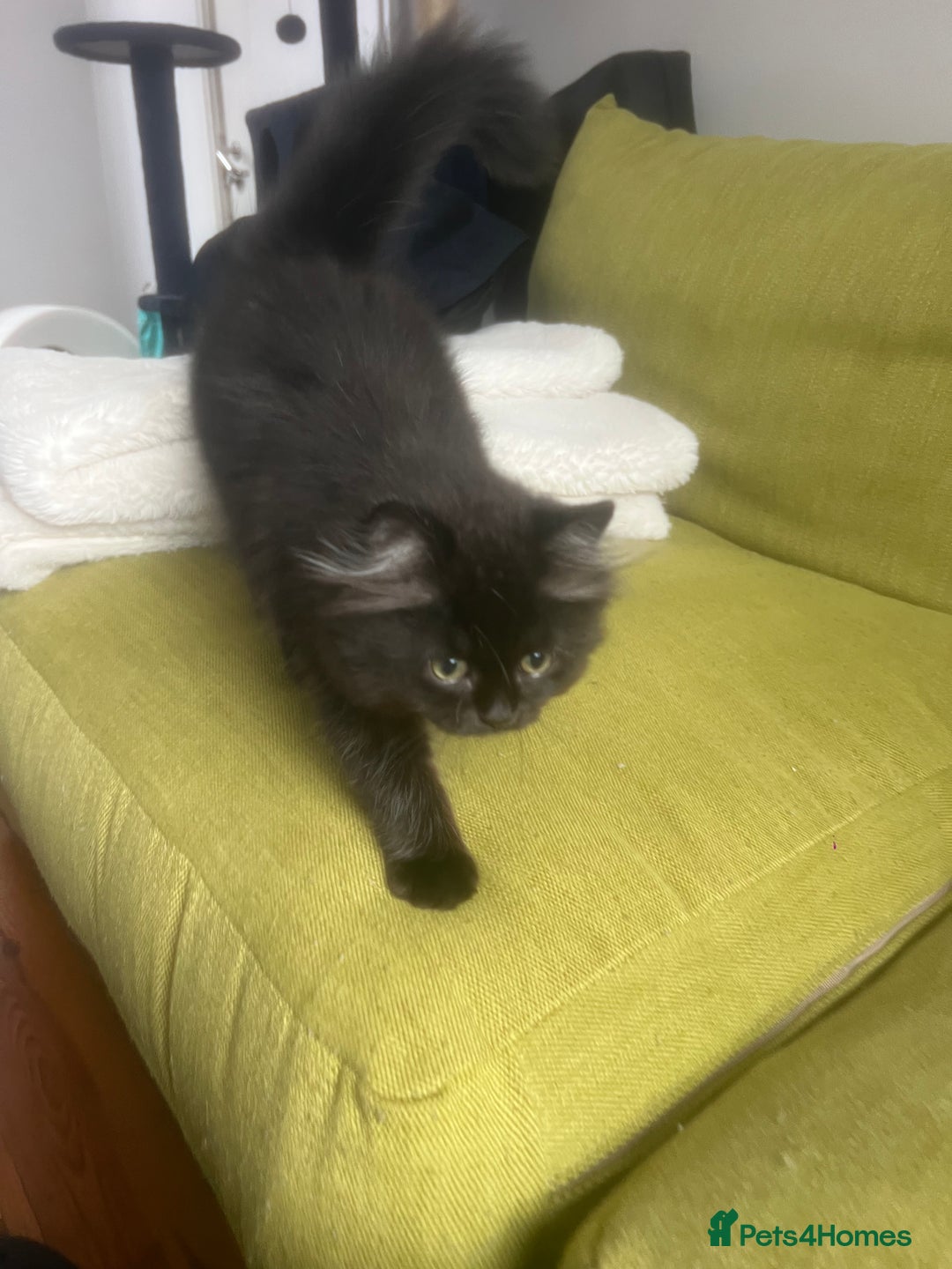 Persian cats for sale: Persian chinchilla kittens - Image 16