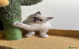 Birman cats for sale: Blue point female kitten for sale  - Image 2