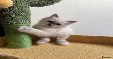 Birman cats - Advert 14