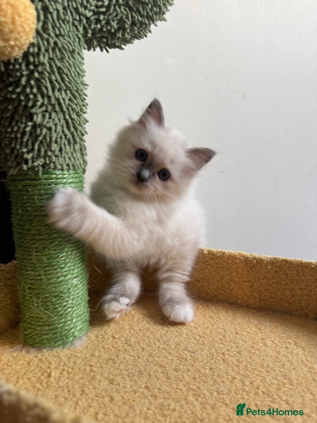 Birman cats for sale: Blue point female kitten for sale  - Image 2