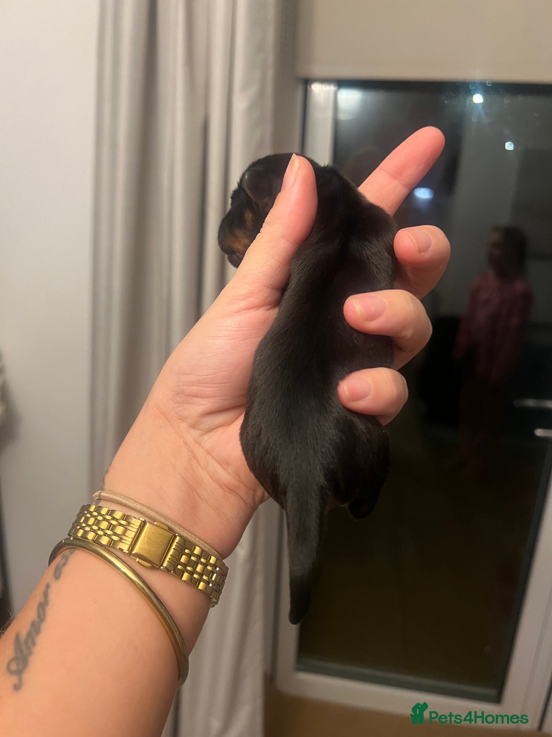 Miniature Dachshund dogs for sale: Just born, miniature dachshunds, boys & girls - Advert 6