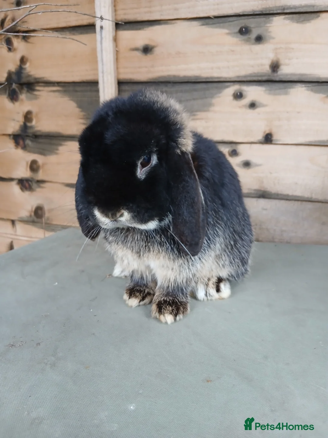 Mini Lop rabbits for sale: Very friendly mini lop buck (ON HOLD) - Advert 2