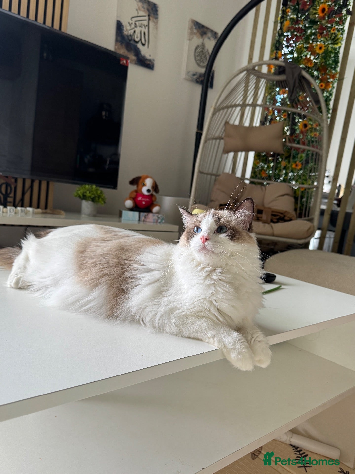 Ragdoll cats Loving Ragdoll Girl Needs a New Home 🩷 - Advert 1