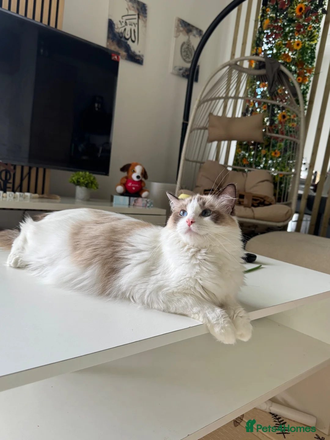 Ragdoll cats for sale: Loving Ragdoll Girl Needs a New Home 🩷 - Advert 1
