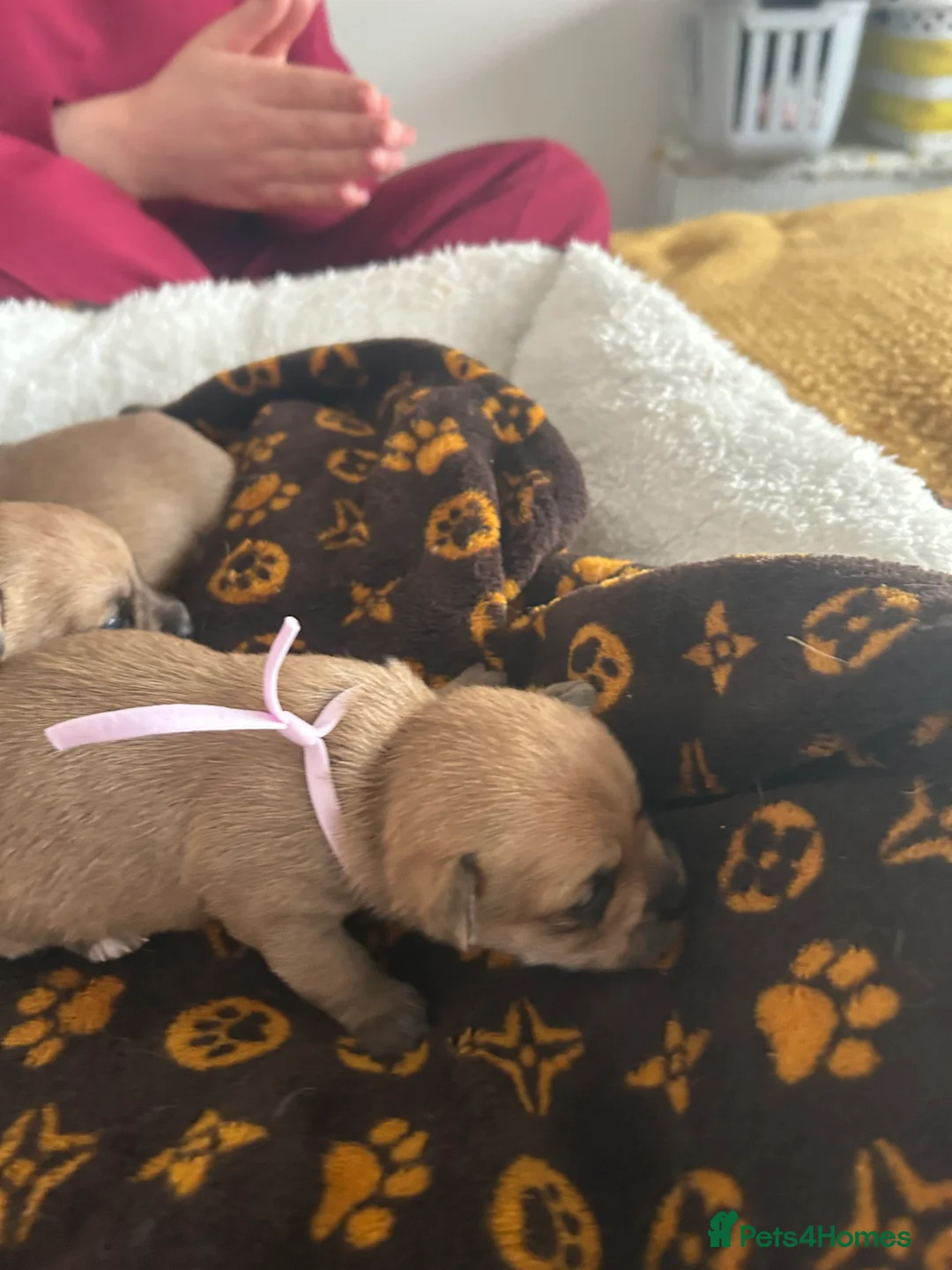 Pomchi dogs for sale: Beautiful Pomchi girls - Advert 9