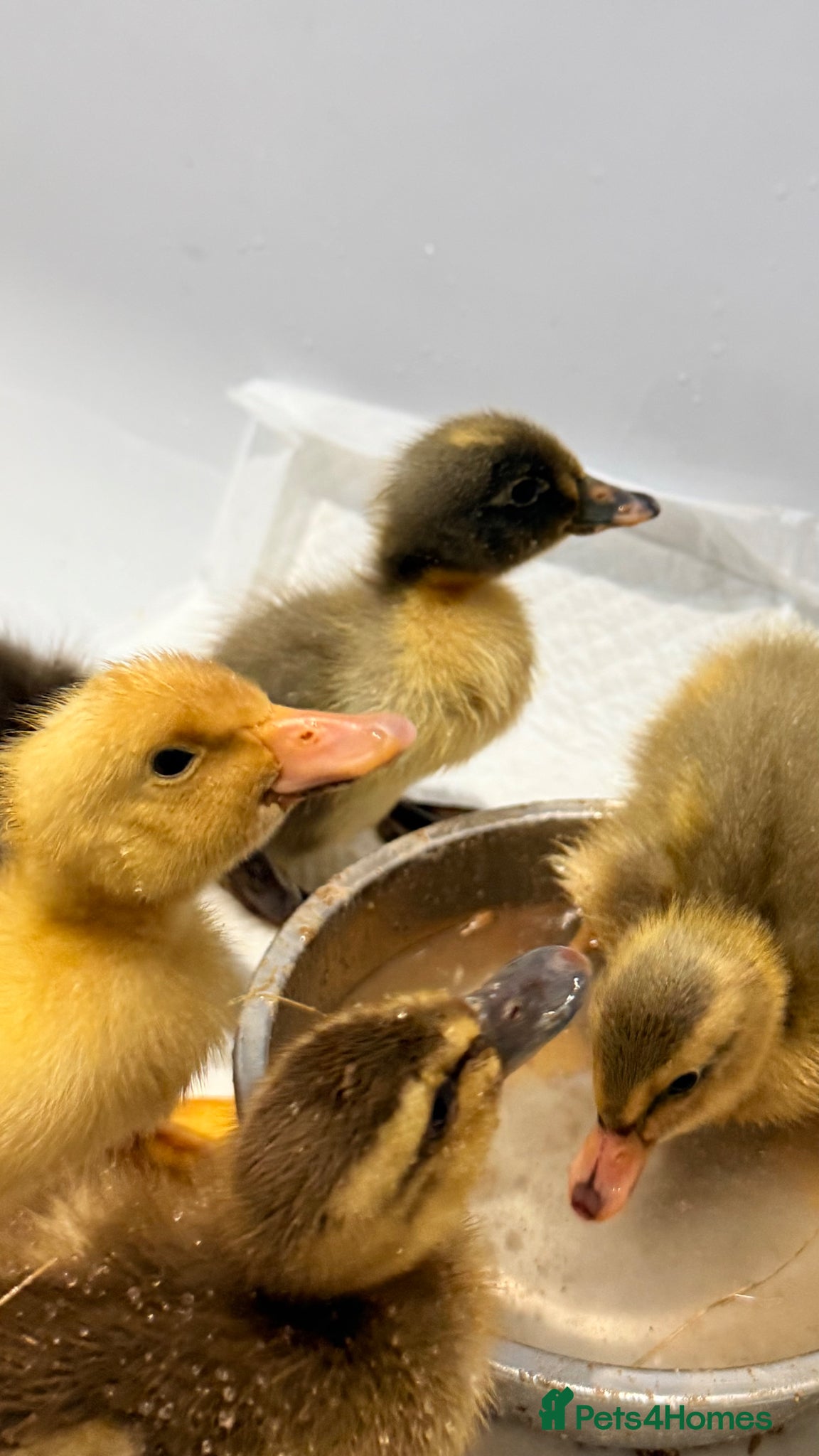 Ducks poultry Runner duck ducklings  - Advert 11