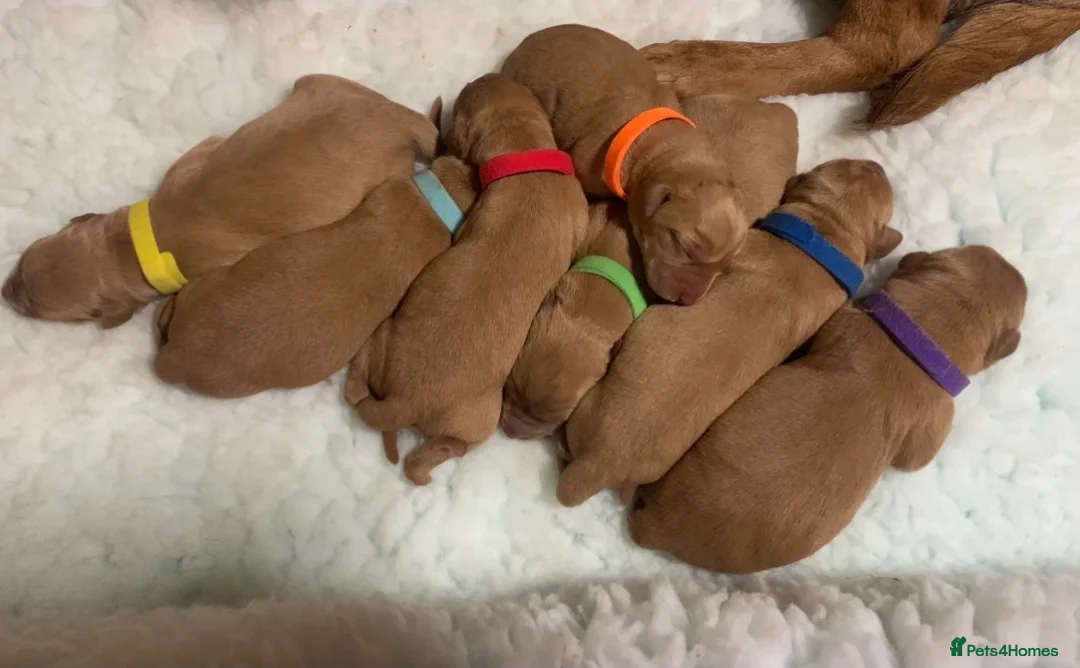 Labrador Retriever dogs for stud: Dark Fox Red Labrador For Stud in Leeds - Advert 7