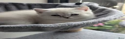 British Shorthair cats for sale: Beautiful British shorthair kittens - Advert 2