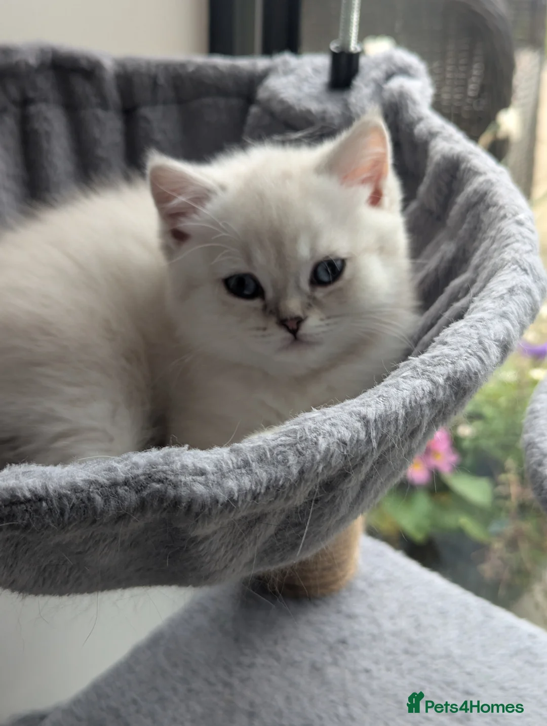 British Shorthair cats for sale: Beautiful British shorthair kittens - Advert 2