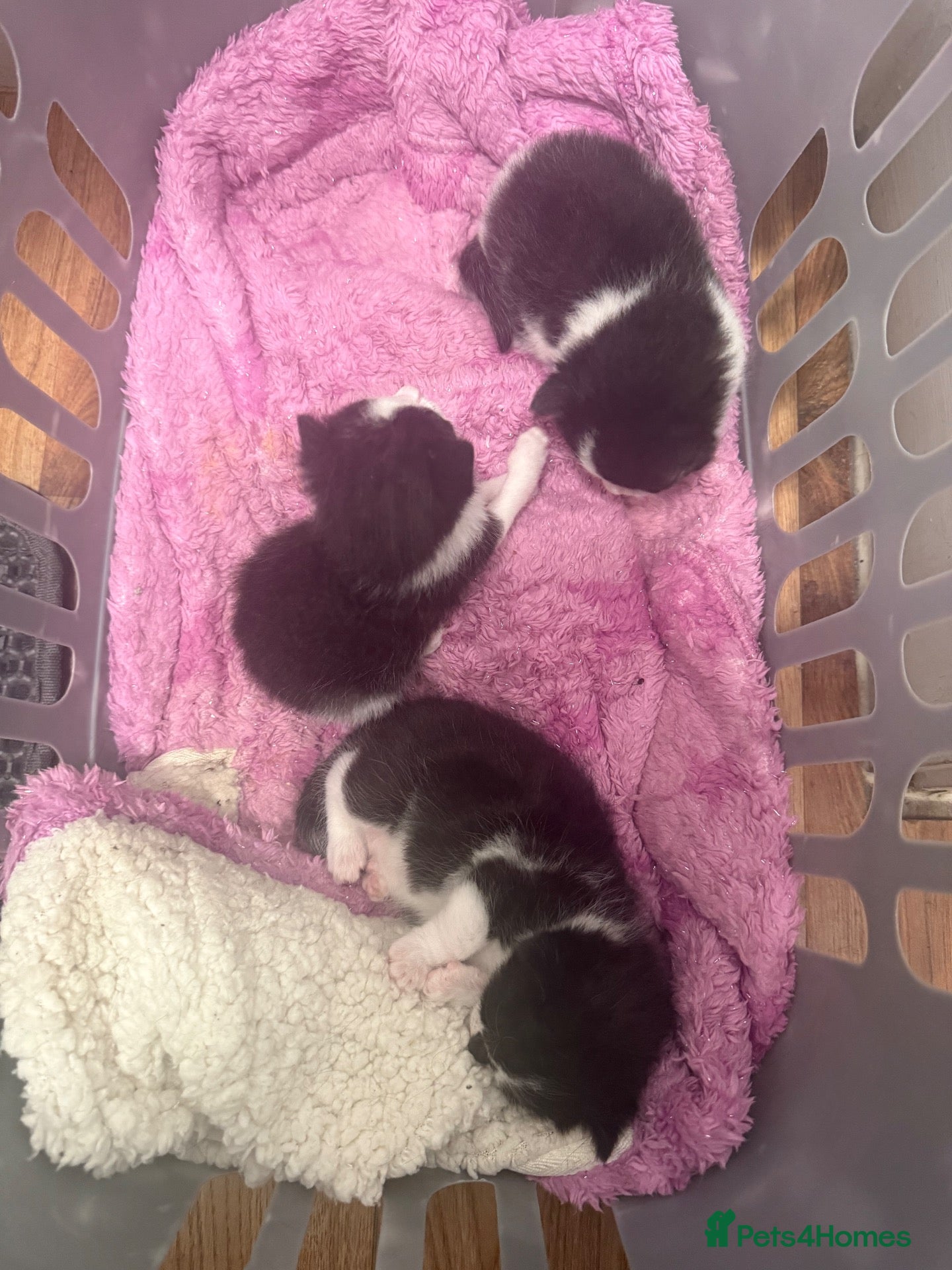 Mixed Breed cats Mixed Breed Kittens  - Advert 1