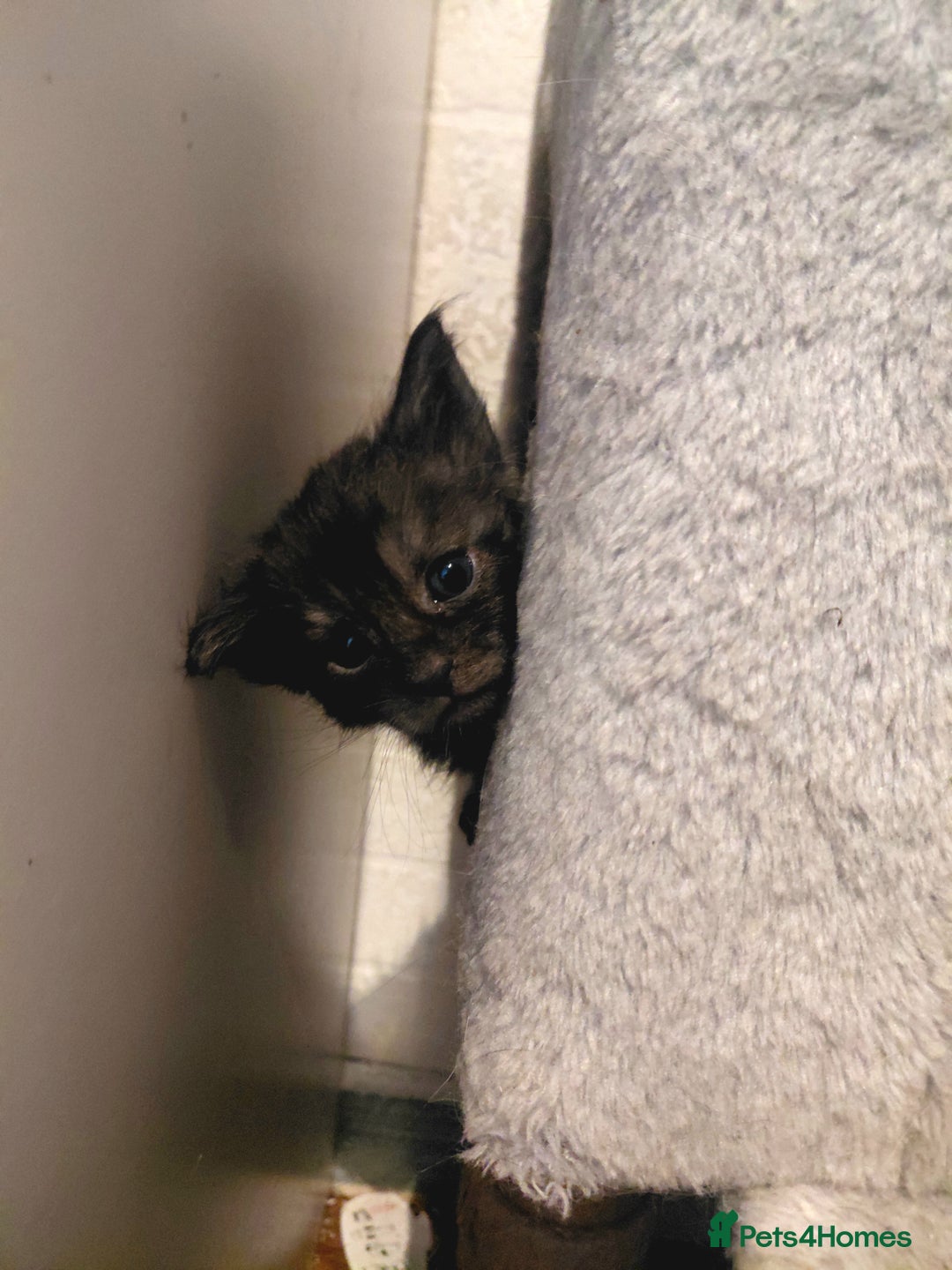 Maine Coon cats for sale: Maine Coon kittens  - Advert 25